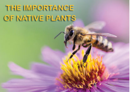 native plants for bees and pollinators