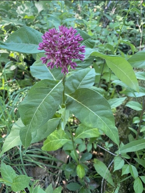 Asclepias purpurascens | purple milkweed plant