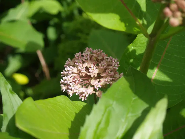 Asclepias syrica | common milkweed flower