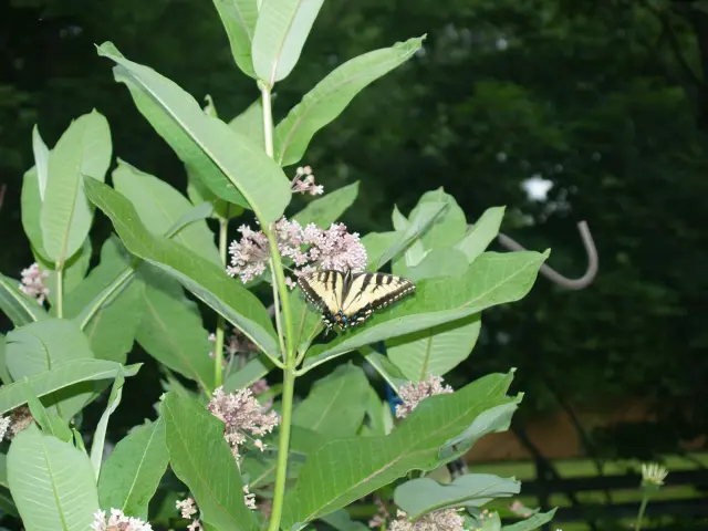 Asclepias syrica | common milkweed plants with tiger swallowtail butterfly