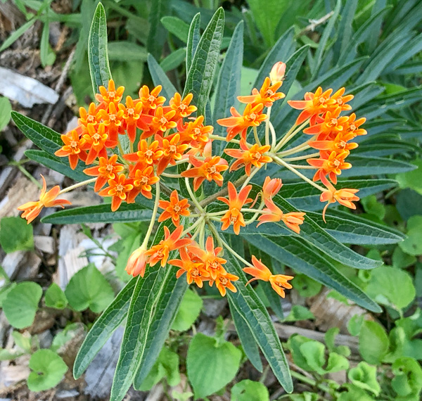 Asclepias tuberosa | butterfly weed