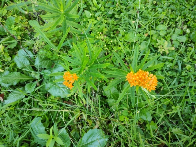 Asclepias tuberosa | butterfly weed