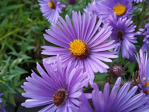 Close-up of purple flowers of New England aster (Symphyotrichum novae-angliae).