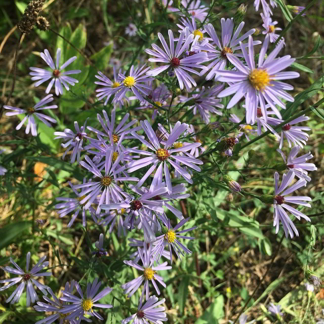 Light purple flowers of smooth blue aster (Symphyotrichum laeve).