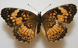 Silvery Checkerspot Butterfly on a white background.
