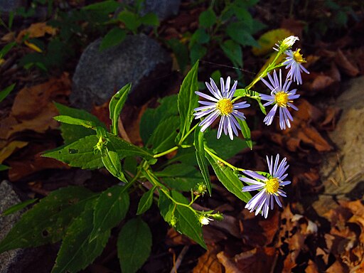 Lavender flowers of crooked-stem aster (Symphyotrichum prenanthoides) in a wooded area.