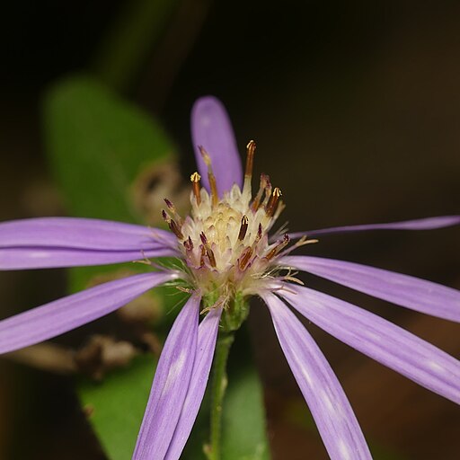 Light lavender flower of phlox-leaf aster (Symphyotrichum phlogifolium).