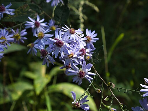 Lavender flowers of common blue aster (Symphyotrichum cordifolium).