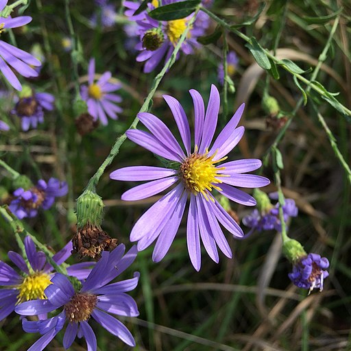 Purple flowers of late purple aster (Symphyotrichum patens) in an open area.