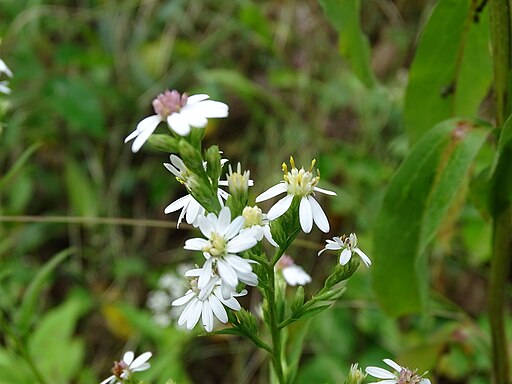 Flowers of white-arrow aster (Symphyotrichum urophyllum) in an open area.
