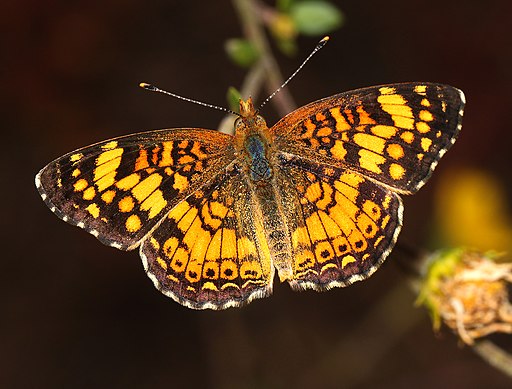 Pearl crescent (Phycoides tharos) on a twig.