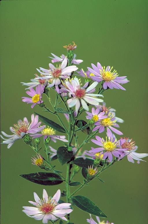 White to pink flowers of short's aster (Symphyotrichum shortii).