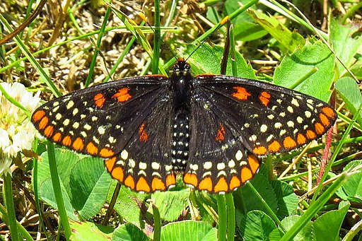 Orange and black Baltimore Checkerspot with wings outspread on vegetation.