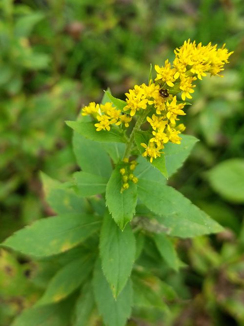 Plant with yellow flowers of wrinkle-leaf goldenrod (Solidago rugosa).