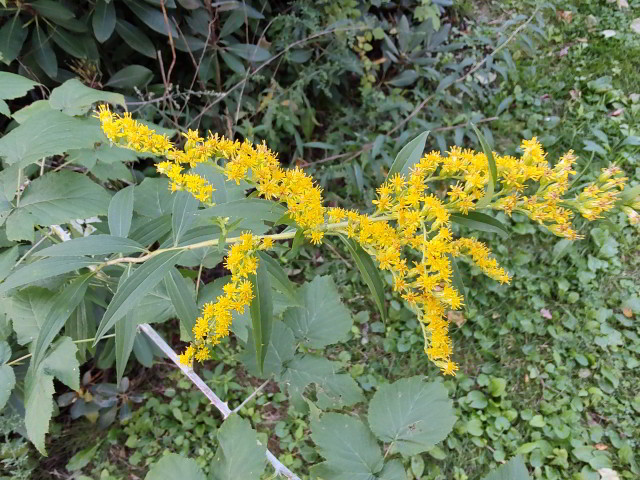 Yellow flowers of anise-scented goldenrod (Solidago odora) in McMullen House garden.