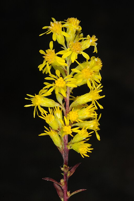 Close-up of yellow flowers of downy goldenrod (Solidago puberula) with a black background.