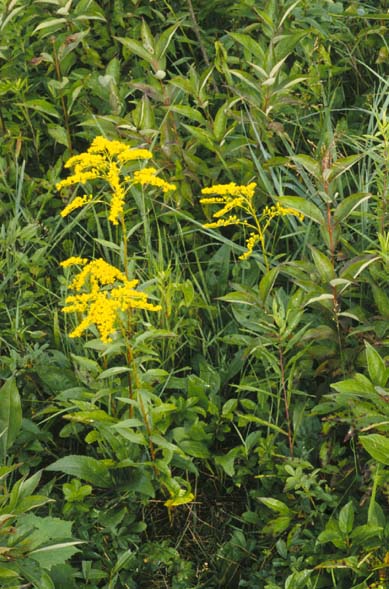 Plants of early goldenrod (Solidago juncea) on the edge of a wooded area.