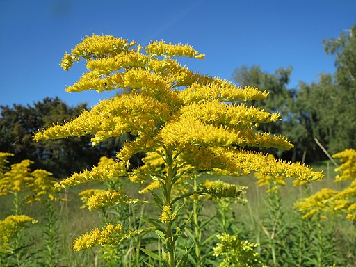 Yellow flowers of Canada goldenrod (Solidago canadensis) in a field.