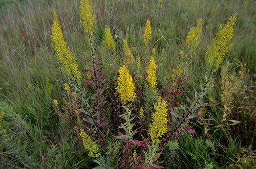Plants of showy goldenrod (Solidago speciosa) with yellow flowers.