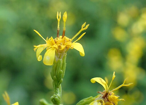 Close-up of yellow flowers of slender goldenrod (Solidago erecta).
