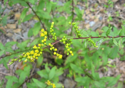 Yellow flowers of Atlantic goldenrod in a wooded area.