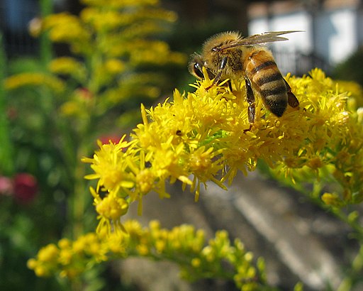 Honeybee on a tall goldenrod (Solidago altissima).