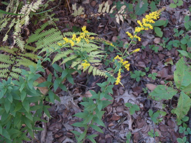 Plant of Ohio goldenrod (Solidago ohioensis) in the McMullen House garden.