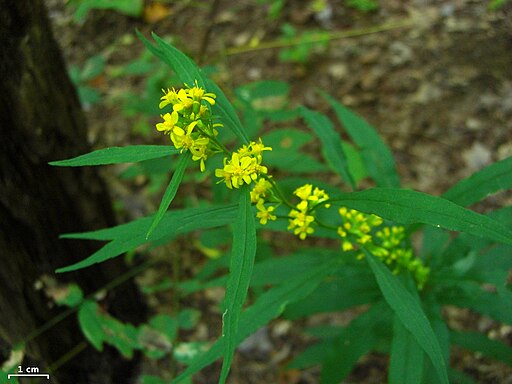 Curtis's goldenrod (Solidago curtisii) in a wooded setting.