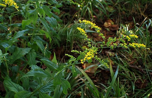 Plant of elm-leaf goldenrod (Solidago ulmifolia) with yellow flowers.