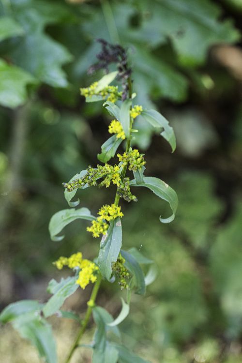 Yellow flowers of roundleaf goldenrod (Solidago patula) on the edge of a wooded area.