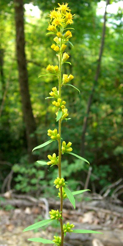 Yellow flowers of slender goldenrod (Solidago erecta) in a wooded area.