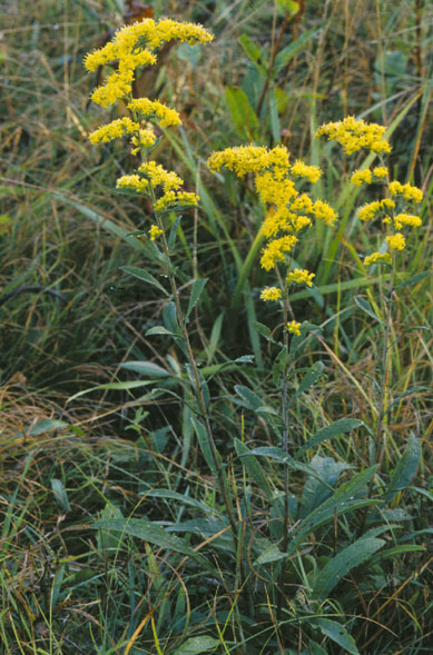 Plants of gray goldenrod (Solidago nemoralis) in an open area.