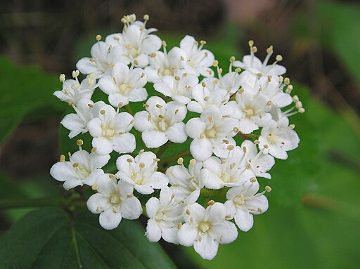 White flowers of downy arrow-wood in a wooded area.