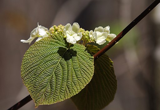 White flowers and leaves of hobblebush (Viburnum lantanoides).