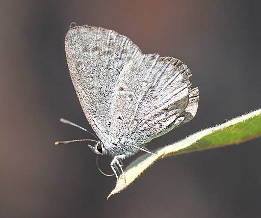 Spring azure with wings folded on a leaf.