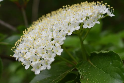 White flowers of rusty blackhaw viburnum (Viburnum rufidulum).