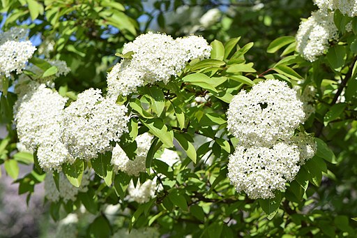 White flowers of smooth blackhaw (Viburnum prunifolium) in a shaded area.