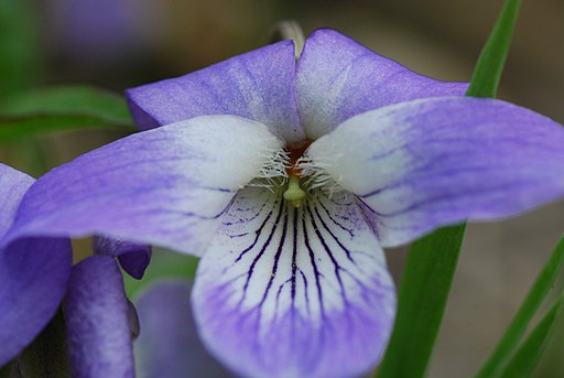 Purple flower of sand violet (Viola affinis).