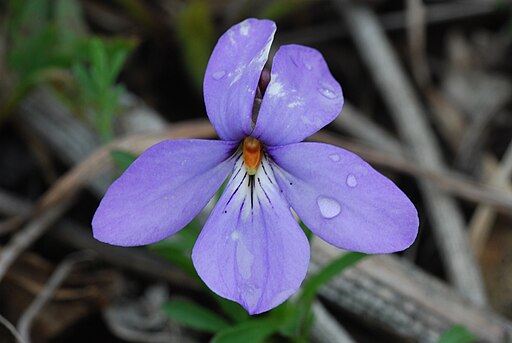 Purple flower of bird-foot violet (Viola pedata).