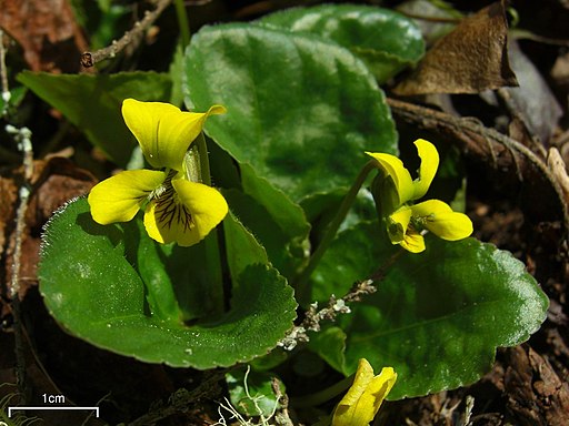 Yellow flowers of round-leaf violet (Viola rotundifolia).