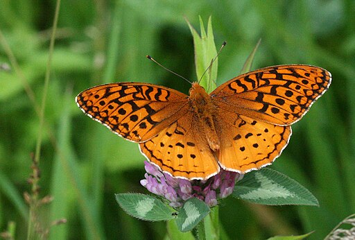 Aphrodite fritillary (Speyeria aphrodite) on a red clover.