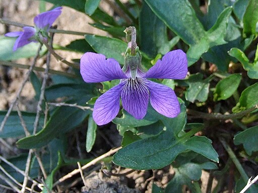 Three-lobe violet (Viola palmata) in a wooded area.