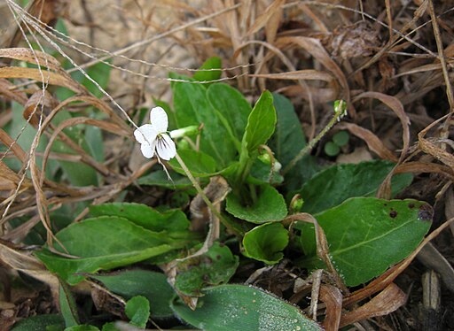 White flower of primroseleaf violet (Viola primulifolia).