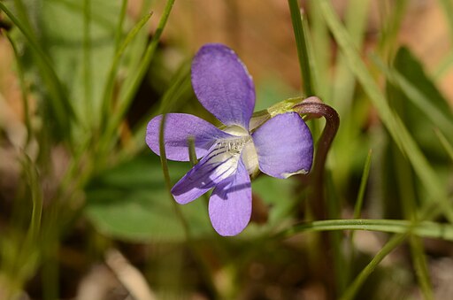 Purple flowers of arrow-leaf violet (Viola sagittata).