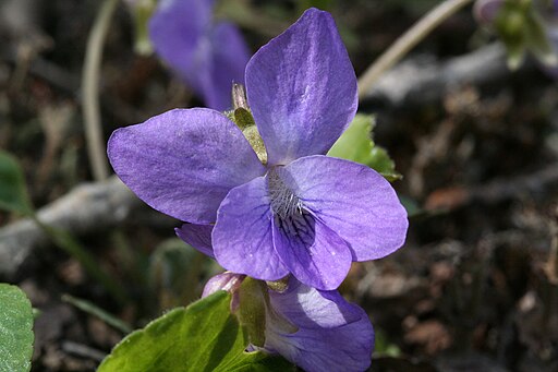 Purple flowers of northern woodland violet (Viola septentrionalis).