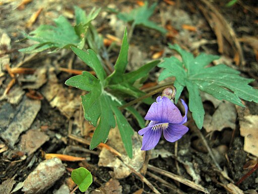 Light purple flowers of early blue violet (Viola subsinuata).