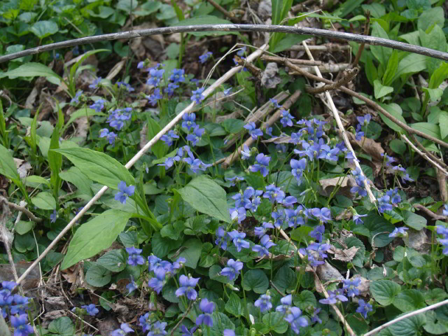 Purple flowers of common blue violet (Viola sororia).