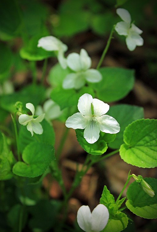 Canadian violet (Viola canadensis) in a wooded area.