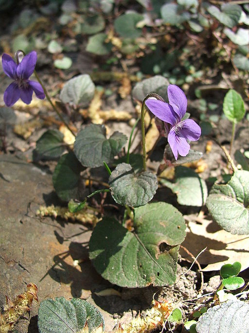 Alpine violet (Viola labradorica) in a wooded area.