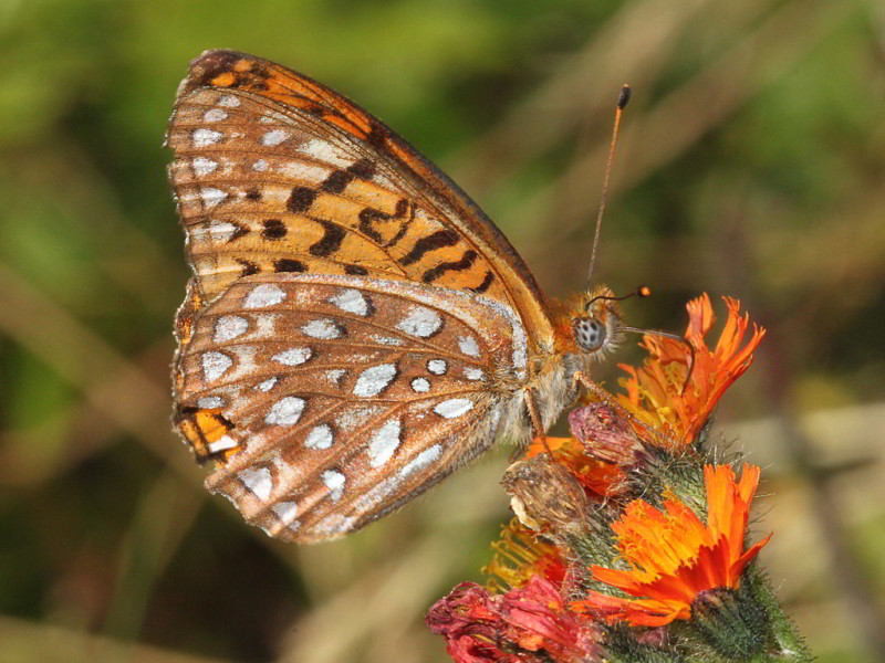 Atlantis fritillary on an orange flower.